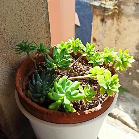 Eco
